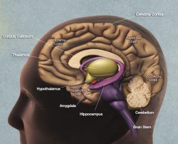 Main-parts-of-the-Brain-72dpi
