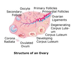 Structure-of-an-Ovary-W